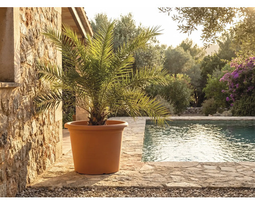 Ghiveci mare teracota cu palmier pe terasă de piatră lângă piscină într-o grădină mediteraneană luminoasă.