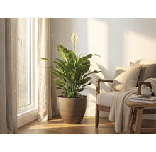 Crinul păcii într-un ghiveci rotund maro, așezat într-o sufragerie luminoasă lângă un fotoliu la fereastră.