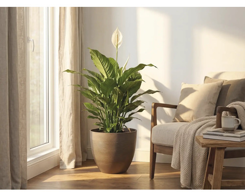 Crinul păcii într-un ghiveci rotund maro, așezat într-o sufragerie luminoasă lângă un fotoliu la fereastră.