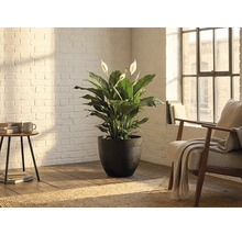 Crinul păcii (Spathiphyllum) într-un ghiveci de flori texturat închis la culoare, într-o cameră luminoasă cu perete din cărămidă albă.