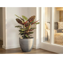 Plantă de interior Calathea cu frunze cu model într-un ghiveci gri într-un colț de cameră luminos lângă o fereastră.