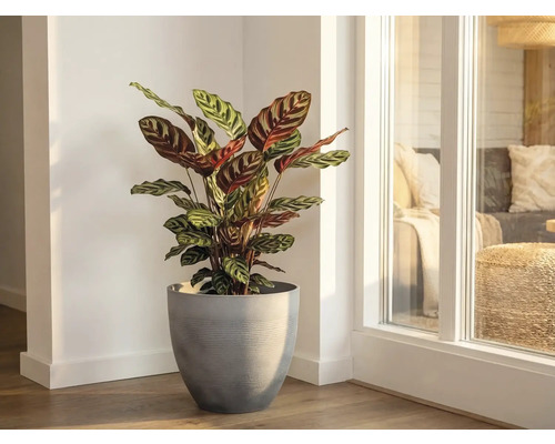 Plantă de interior Calathea cu frunze cu model într-un ghiveci gri într-un colț de cameră luminos lângă o fereastră.