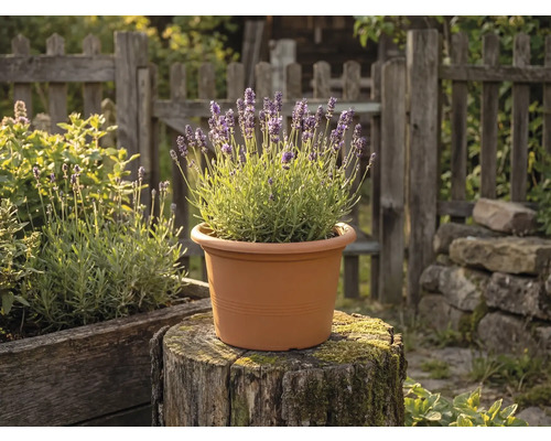 Ghiveci Campanula plastic Ø 23 cm H 16,6 cm teracotă | HORNBACH