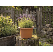 Plantă de lavandă înflorită într-un ghiveci rotund din plastic de culoarea teracotei, așezat pe un trunchi de copac într-o grădină cu gard de lemn.