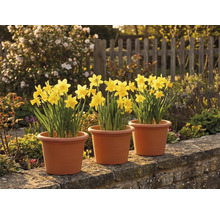 Trei ghivece cu narcise galbene pe un zid de piatră într-o grădină însorită, cu un gard de lemn în fundal.