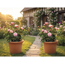 Două ghivece de teracotă cu tufe de trandafiri roz pe o alee de piatră în fața unei case cu bârne și trandafiri cățărători.