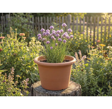 Arpagic înflorit într-un ghiveci de plastic de culoarea teracotei pe un butuc de copac într-o grădină luminoasă.