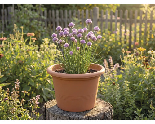 Arpagic înflorit într-un ghiveci de plastic de culoarea teracotei pe un butuc de copac într-o grădină luminoasă.