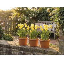 Trei ghivece cu narcise galbene pe un zid de piatră într-o grădină luminoasă, cu o bancă de lemn și trandafiri înfloriți.