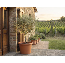 Măslin într-un ghiveci mare de teracotă pe o terasă de piatră în fața unui zid de piatră cu vedere spre o podgorie.