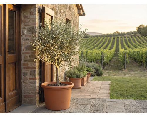 Măslin într-un ghiveci mare de teracotă pe o terasă de piatră în fața unui zid de piatră cu vedere spre o podgorie.