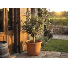 Măslin într-un ghiveci de plastic de culoarea teracotei pe o terasă de piatră în fața unei case rustice cu podgorii în fundal.