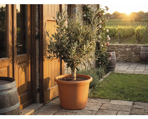 Măslin într-un ghiveci de plastic de culoarea teracotei pe o terasă de piatră în fața unei case rustice cu podgorii în fundal.