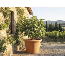 Smochin într-un ghiveci mare de culoarea teracotei, în fața unui zid de piatră rustic, cu vedere la o podgorie.