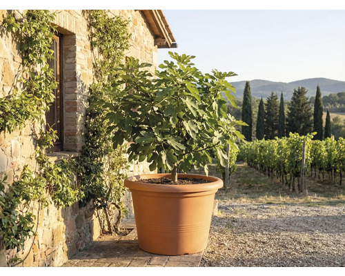 Smochin într-un ghiveci mare de culoarea teracotei, în fața unui zid de piatră rustic, cu vedere la o podgorie.