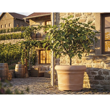 Ghiveci mare culoarea teracotei cu smochin pe o terasă însorită de piatră cu mobilier din lemn și butoaie de vin în stil mediteraneean.