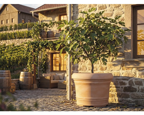 Ghiveci mare culoarea teracotei cu smochin pe o terasă însorită de piatră cu mobilier din lemn și butoaie de vin în stil mediteraneean.