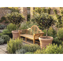 Bancă de grădină din lemn între doi măslini în ghivece mari de teracotă pe o terasă pavată cu diverse plante și un zid de cărămidă în fundal.