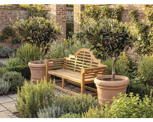 Bancă de grădină din lemn între doi măslini în ghivece mari de teracotă pe o terasă pavată cu diverse plante și un zid de cărămidă în fundal.