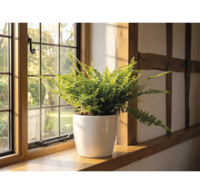 O ferigă într-un ghiveci de flori alb pe un pervaz de lemn lângă o fereastră cu ochiuri într-o cameră luminoasă cu bârne de lemn.