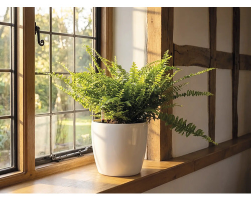 O ferigă într-un ghiveci de flori alb pe un pervaz de lemn lângă o fereastră cu ochiuri într-o cameră luminoasă cu bârne de lemn.