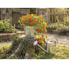 Găleată din metal galvanizat cu flori portocalii pe un butuc lângă o stropitoare din zinc într-o grădină luminoasă cu gard de lemn.