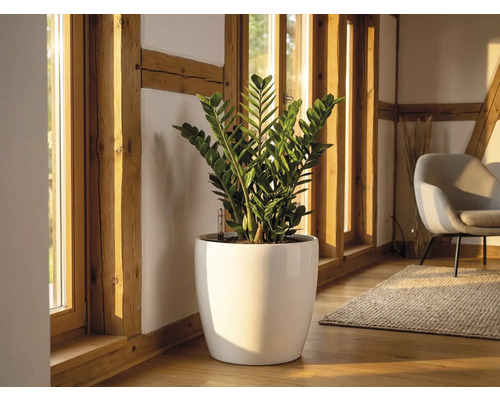 Zambia Histeridae　21mm Planta ZZ FloraSelf Zamioculcas zamiifolia H 80-100 cm | HORNBACH