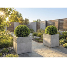 Grădină modernă cu două jardiniere pătrate din beton gri, cu arbuști rotunzi de cimișir, pe o terasă din piatră în lumina soarelui.