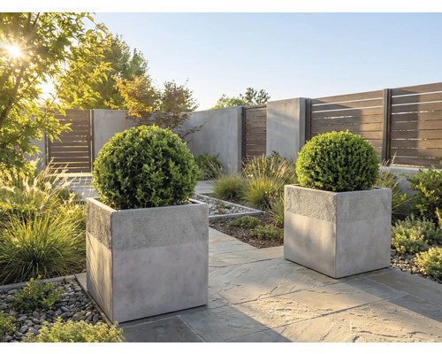 Grădină modernă cu două jardiniere pătrate din beton gri, cu arbuști rotunzi de cimișir, pe o terasă din piatră în lumina soarelui.
