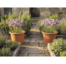 Două ghivece mari de teracotă cu ceapă ornamentală mov pe o potecă de piatră într-o grădină cu straturi din lemn și ziduri de piatră.