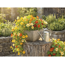 Calțunași colorați într-o jardinieră pătrată pe un trunchi de copac, lângă o stropitoare de metal, într-o grădină luminoasă.