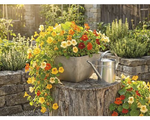 Calțunași colorați într-o jardinieră pătrată pe un trunchi de copac, lângă o stropitoare de metal, într-o grădină luminoasă.