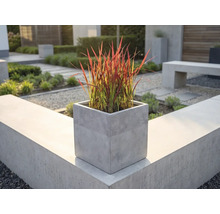 Ghiveci pătrat cu aspect de beton cu iarbă ornamentală roșie pe un zid de grădină modern într-un spațiu exterior luminos și organizat.