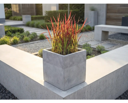 Ghiveci pătrat cu aspect de beton cu iarbă ornamentală roșie pe un zid de grădină modern într-un spațiu exterior luminos și organizat.