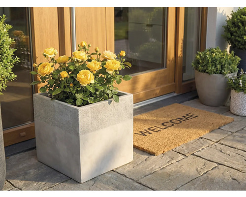 Ghiveci pătrat cu aspect de beton, cu trandafiri galbeni la intrarea unei case, lângă un covoraș Welcome pe plăci de piatră.