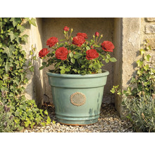 Ghiveci din ceramică verde deschis cu emblemă florală, plantat cu trandafiri roșii, în fața unui zid de piatră cu iederă.