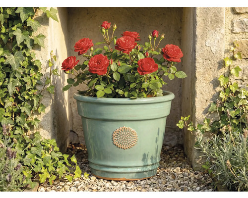 Ghiveci din ceramică verde deschis cu emblemă florală, plantat cu trandafiri roșii, în fața unui zid de piatră cu iederă.