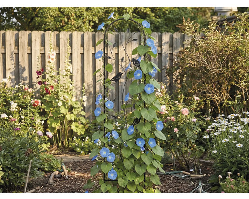 Spaltier metalic negru cu siluete de păsări, acoperit cu plante urcătoare albastre într-o grădină în fața unui gard din lemn.