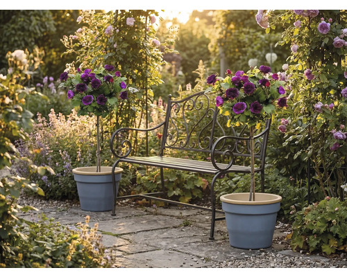 Bancă de grădină din metal cu detalii decorative și doi trandafiri cu trunchi în ghivece pe o terasă de piatră într-o grădină înflorită.