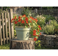 Ghiveci de ceramică de culoare deschisă pe un butuc de copac într-o grădină, plantat cu călțunași înfloriți.