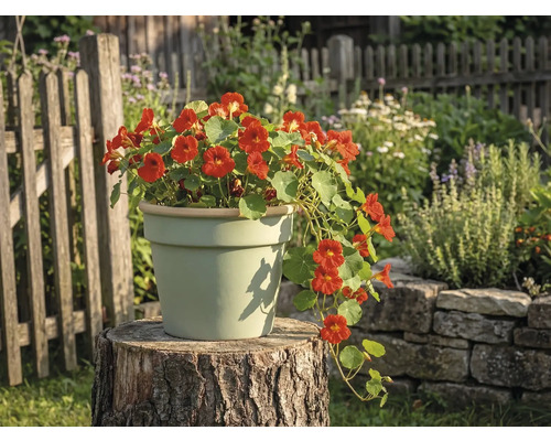 Ghiveci de ceramică de culoare deschisă pe un butuc de copac într-o grădină, plantat cu călțunași înfloriți.