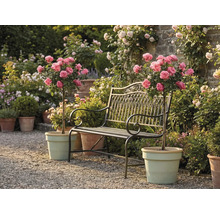 Bancă de grădină din metal între doi trandafiri cu trunchi în ghivece pe o alee cu pietriș într-o grădină luminoasă și îngrijită.