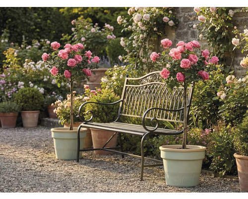 Bancă de grădină din metal între doi trandafiri cu trunchi în ghivece pe o alee cu pietriș într-o grădină luminoasă și îngrijită.