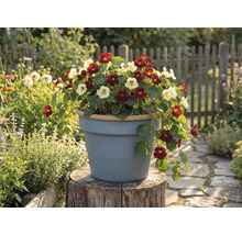 Condurul doamnei în nuanțe de roșu închis și crem, înflorind într-un ghiveci gri pe un butuc de copac într-o grădină luminoasă cu un gard de lemn.