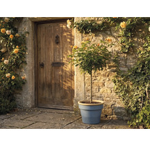 Trandafir cu trunchi în ghiveci albastru în fața unui zid de piatră rustic și a unei uși de lemn, înconjurat de trandafiri cățărători galbeni.