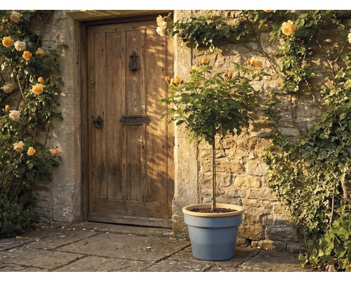 Trandafir cu trunchi în ghiveci albastru în fața unui zid de piatră rustic și a unei uși de lemn, înconjurat de trandafiri cățărători galbeni.