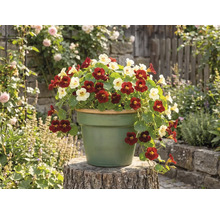 Condurul doamnei cu flori roșii și deschise la culoare într-un ghiveci rotund pe un trunchi de lemn într-o grădină.