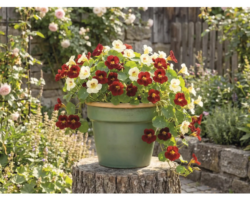 Condurul doamnei cu flori roșii și deschise la culoare într-un ghiveci rotund pe un trunchi de lemn într-o grădină.