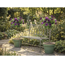 Bancă de grădină din metal între doi trandafiri cu trunchi mov în ghivece verzi pe o terasă din piatră deschisă la culoare.