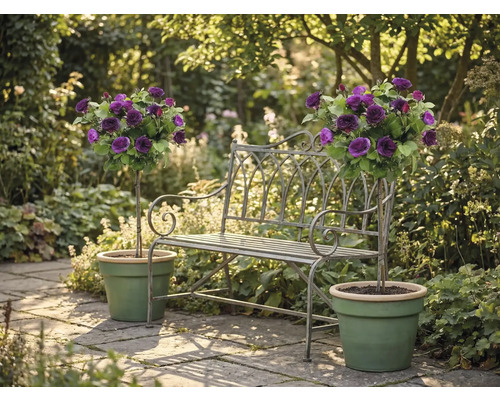 Bancă de grădină din metal între doi trandafiri cu trunchi mov în ghivece verzi pe o terasă din piatră deschisă la culoare.